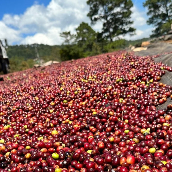 Alex Ponce Natural - Messenger Coffee