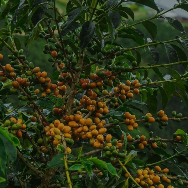 New Coffee Release: Caturra-Bourbon Carbonic Maceration - Messenger Coffee
