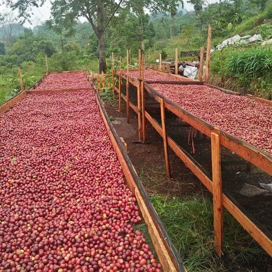 Camintoran Cooperative